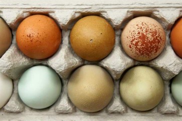 اكتشاف بيض ملوث بمبيد حشري في 40 دولة معظمها أوروبية