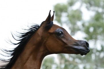 قد يواجه الحصان صعبة كبيرة في التنفس