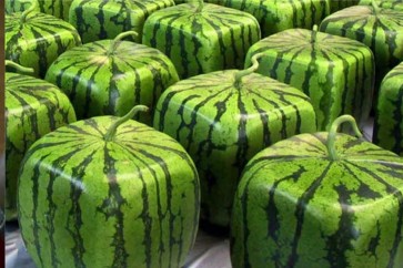 منافسة دولية على انتاج «البطيخ المكعب»