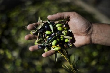 يحرق الدهون ويمنع السرطان.. ما لا تعرفونه عن فوائد الزيتون