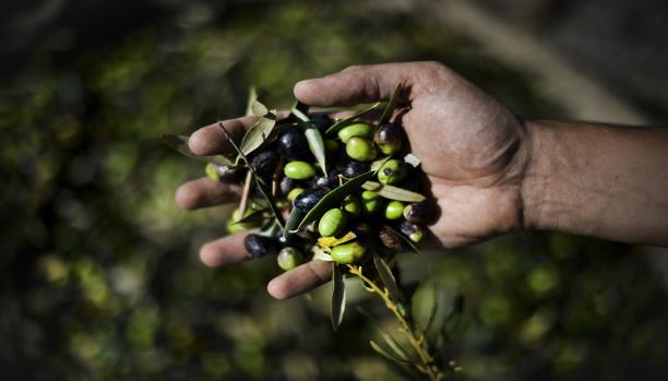 يحرق الدهون ويمنع السرطان.. ما لا تعرفونه عن فوائد الزيتون