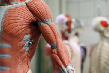 عضلات اصطناعية للروبوتات تجعلها ترفع حمولات ضعف وزنها ألف مرة