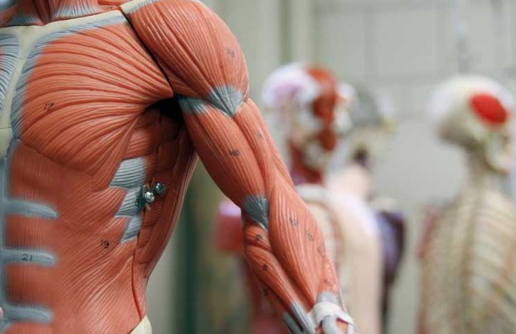 عضلات اصطناعية للروبوتات تجعلها ترفع حمولات ضعف وزنها ألف مرة