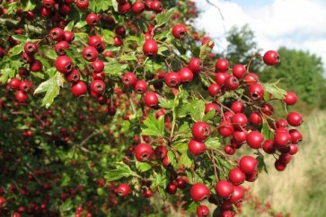 تعرّفوا إلى فوائد "الزعرور" العلاجية!