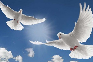 طائر الحمام يمكنه أن يميّز المفاهيم المجرّدة للزمان والمكان