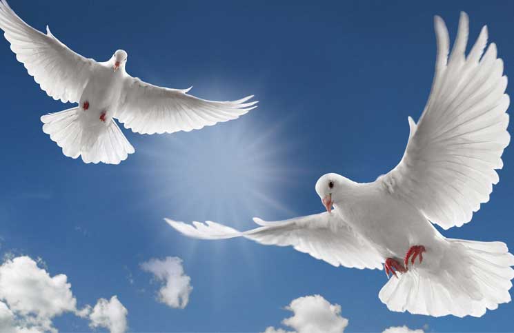 طائر الحمام يمكنه أن يميّز المفاهيم المجرّدة للزمان والمكان