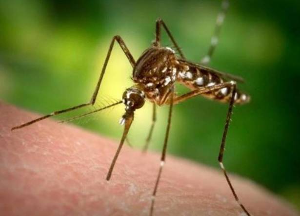 بشرى سارّة.. اكتشاف طريقة لمنع لدغات البعوض!