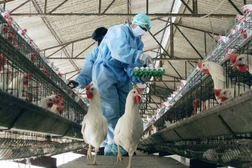 السعودية تحظر استيراد الدواجن من الهند