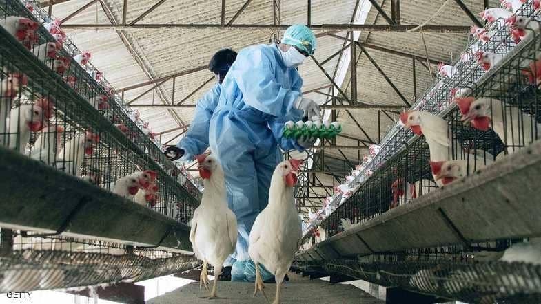 السعودية تحظر استيراد الدواجن من الهند