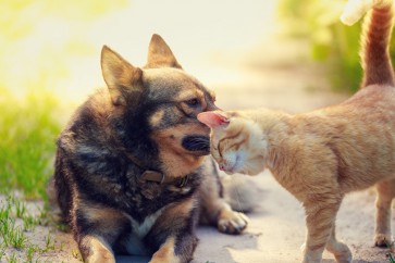 خبر مفرح من العلماء لمحبي القطط