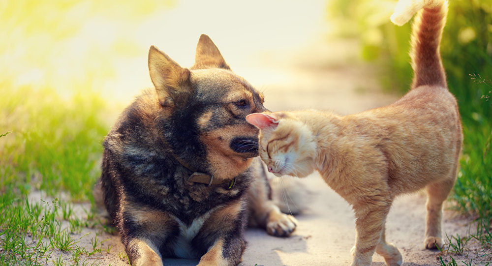 خبر مفرح من العلماء لمحبي القطط