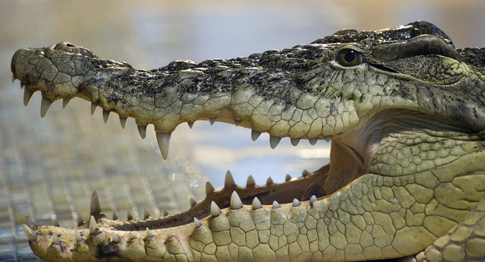 تمساح فلوريدا العملاق يظهر مجددا