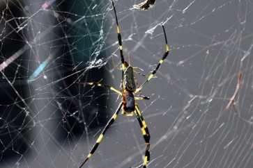 اكتشاف مذهل... "لبن العناكب" أقوى من حليب الأبقار