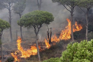 أحراج الدبية