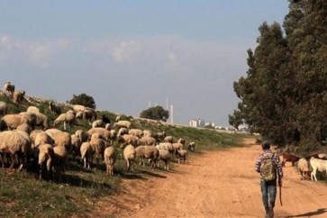 تربية المواشي