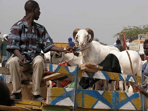 Sénégal/élevage