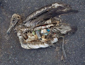 Albatros mort d'avoir avalé des déchets