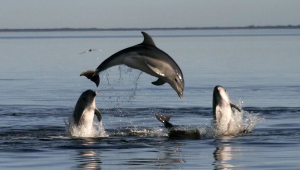 Des dauphins espions pour défendre la base navale de Sébastopol (expert)

