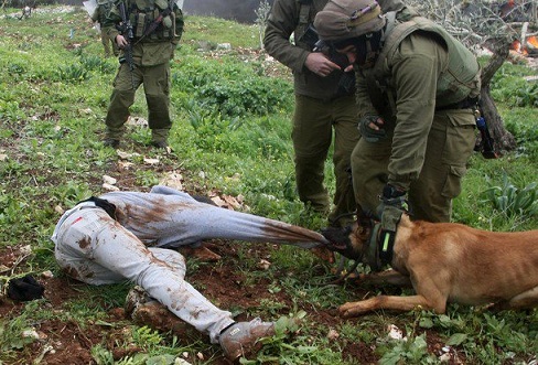 Un manifestant palestinien mordu par un chien de l’armée israélienne