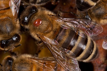 Abeille parasitée