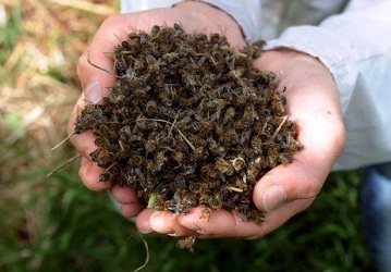 Abeilles retrouvées mortes