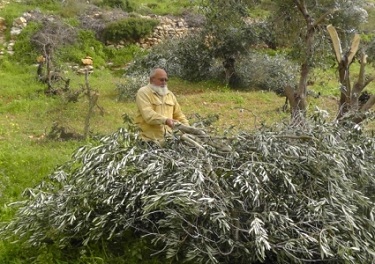 Des dizaines d’oliviers palestiniens arrachés par des colons en Cisjordanie
