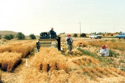 Détérioration de la sécurité alimentaire en Syrie (FAO)
