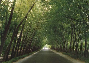 Une rue de la Ghouta orientale