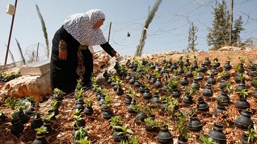 Un jardin à Bi’lin avec des centaines de cartouches de gaz lacrymogène !