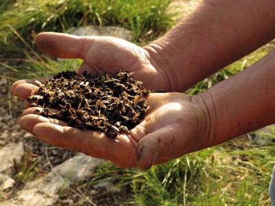 La disparition des abeilles sonnera le glas de l’humanité