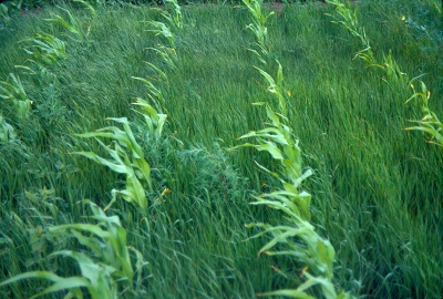 Débat aux USA autour du rôle des OGM dans une épidémie de mauvaises herbes