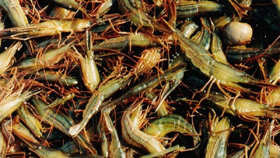 L’Iran lance les exportations de crevettes et truites en Russie