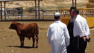 Une vache rousse pour détruire la mosquée d’al-Aqsa et édifier le Mont du Temple