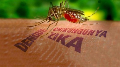 OMS: Le virus Zika 