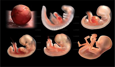 GB: des scientifiques autorisés à manipuler des embryons humains