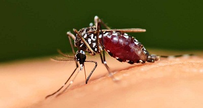 Moustique du Zika: cherchez le mâle - et neutralisez-le