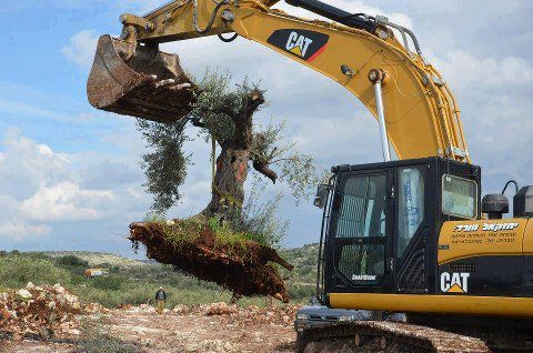 L’occupant multiplie les vols de terres dans les territoires palestiniens