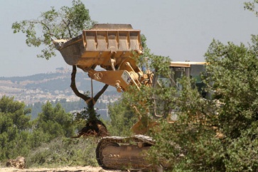 L’armée israélienne arrache 200 plantes d’arbres fruitiers à AlKhalil
