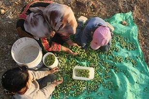 Des colons agressent 200 personnes en Cisjordanie