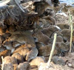 Des rats à Bagdad