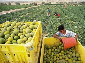 Israel intenta estrangular económicamente a su población árabe